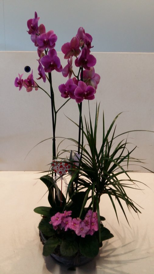 Orquídeas en San Valentín