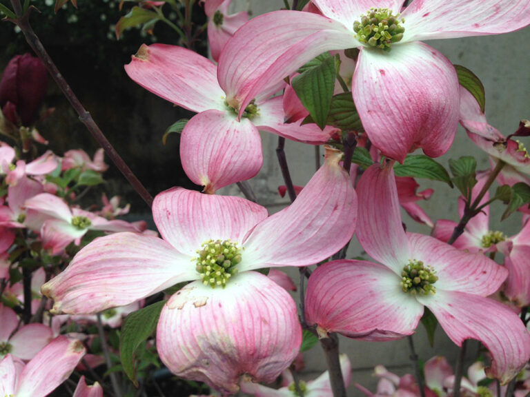 Cornus Florida Rubra