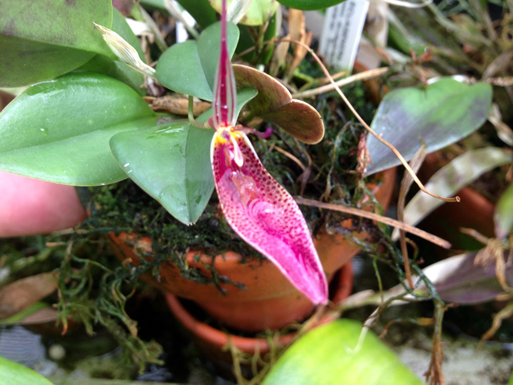 Curso de orquídeas