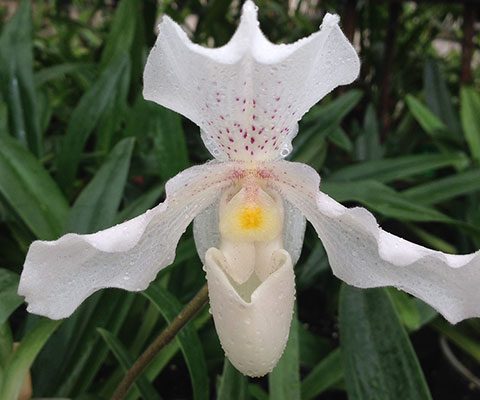 Orquídeas Subtropicales terrestres