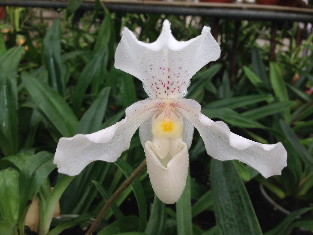 Orquídeas Subtropicales terrestres