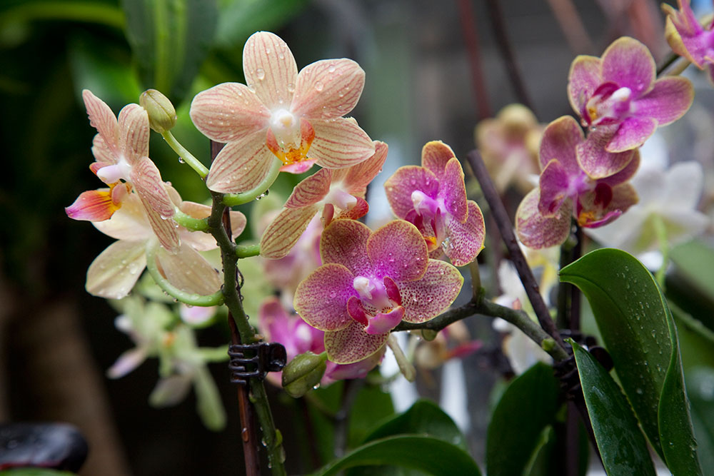 Orquídea Phalaenopsis