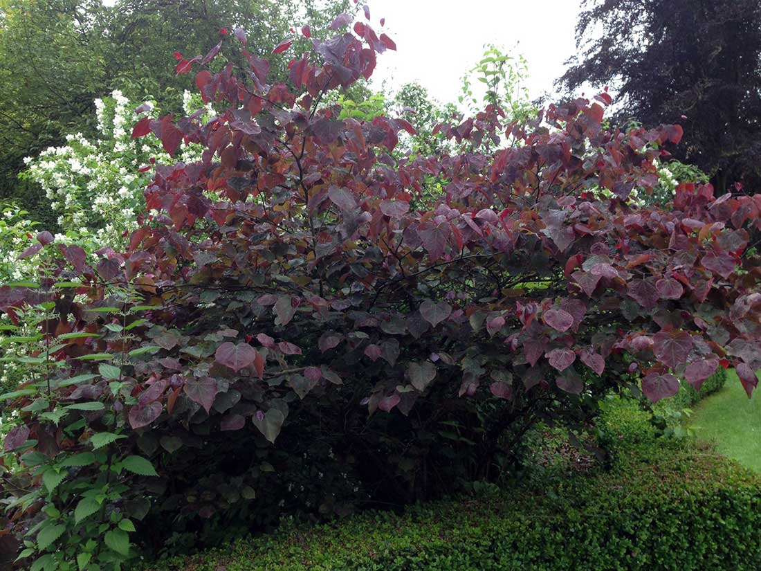 cercis forest pancy