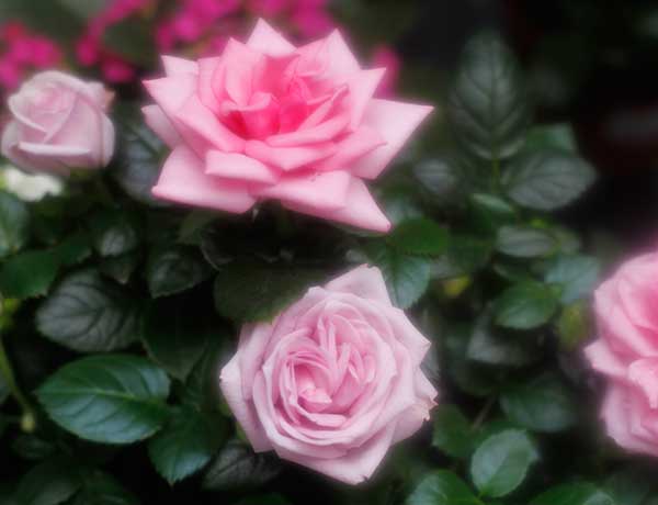 Rosales de nuestro jardín y patio