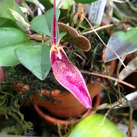 orquidea restrepia condorensis