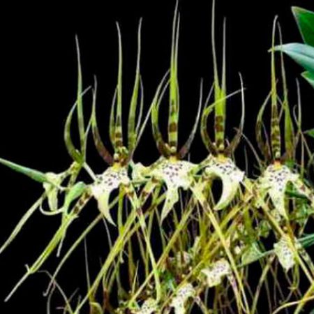 orquidea brassia nanboh breeze