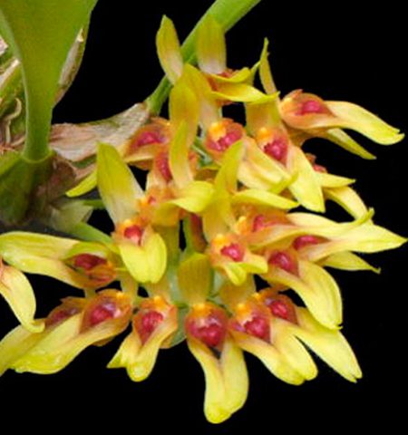 orquidea bulbofyllum graveolens