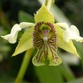 Orquídea Dendrobium Macrophyllum