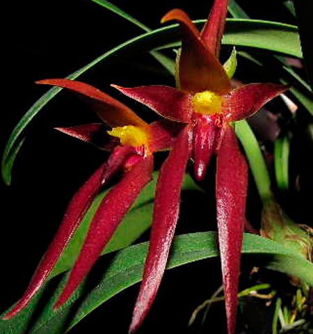 Orquídea Bulbophyllum Nymphopolitanum
