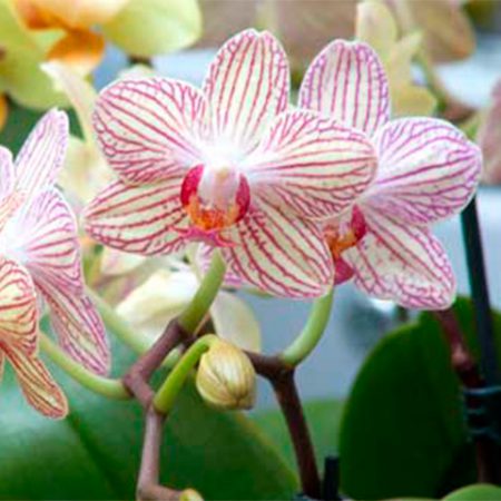 Orquídea Phalaenopsis híbridos nuevos