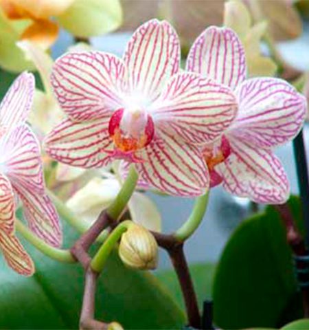 Orquídea Phalaenopsis híbridos nuevos