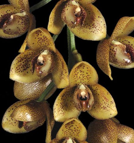 orquidea-acienta-superba