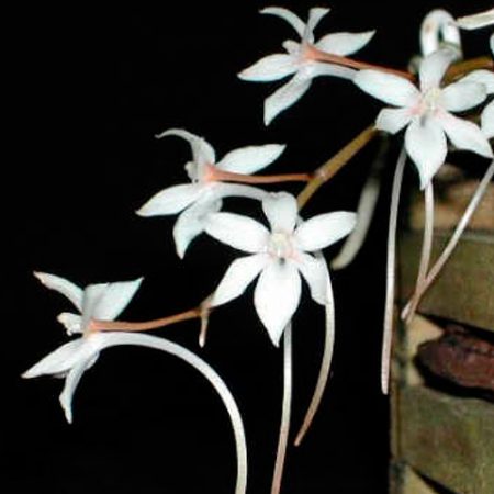 orquidea-aerangis-mystacidii