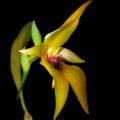 orquidea bulb carunculatum