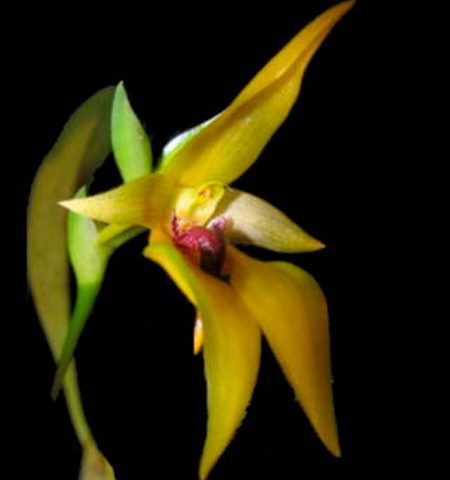 orquidea bulb carunculatum