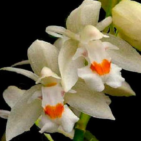 orquidea-chelonistele-sulphurea