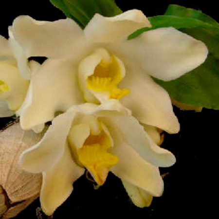Orquídea Chysis Bractescens