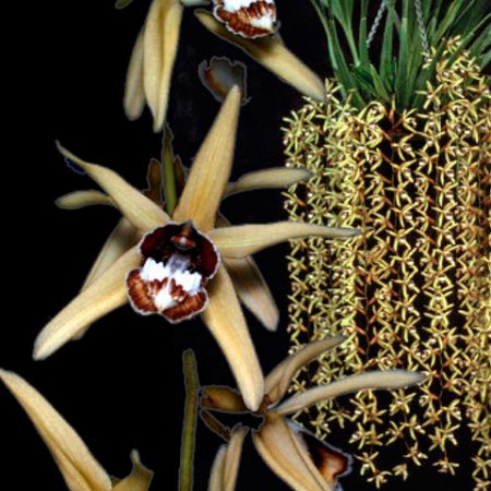 Orquídea Coelogyne Pulverula