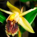 orquidea coelogyne fimbriata