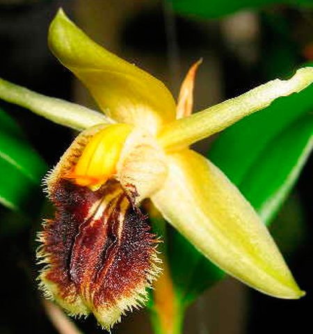 orquidea coelogyne fimbriata