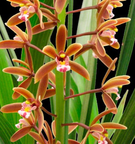 Orquídea Cymbidium Floribundum