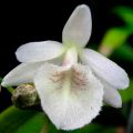 Orquídea Dendrobium Polyanthum