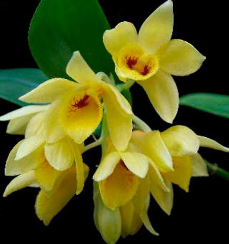 Orquídea Dendrobium Sulcatum