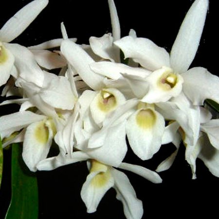 Orquídea Dendrobium Virginales