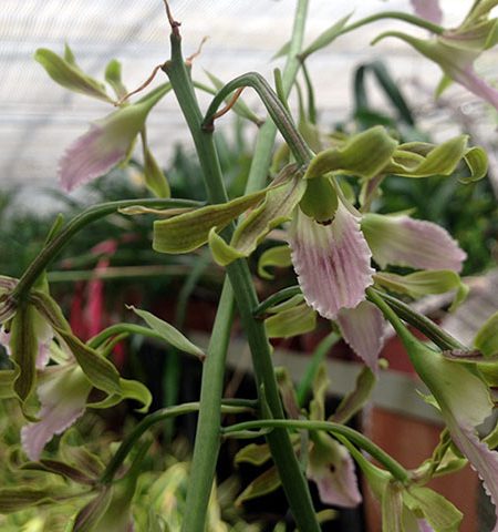 Orquídea Eulophia