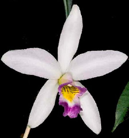 orquidea laelia anceps var veitchiana