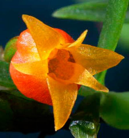 orquidea-mediocalcar-decoratum