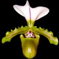 orquidea-paph-spicerianum