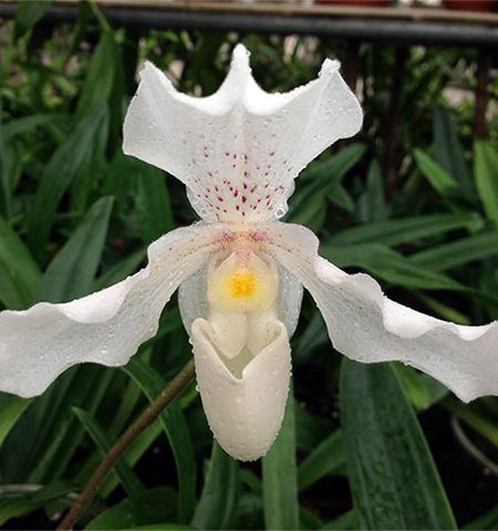 Orquídea Zapatilla de Dama - Paphiopedilum