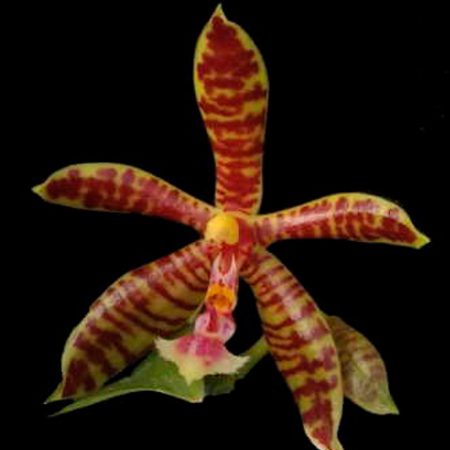 orquidea-phal-hymen