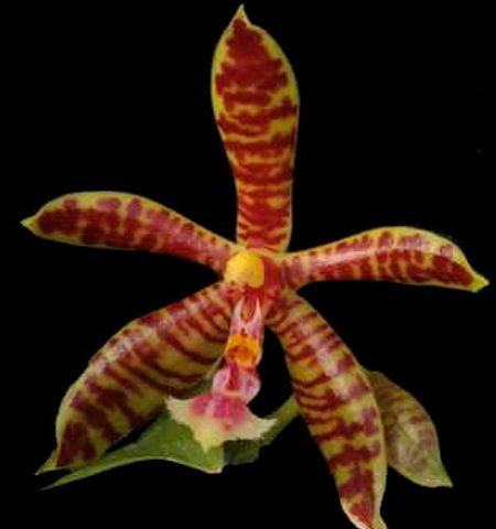 orquidea-phal-hymen