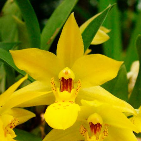 Orquídea Promenaea Margaret Boice
