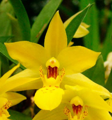 Orquídea Promenaea Margaret Boice