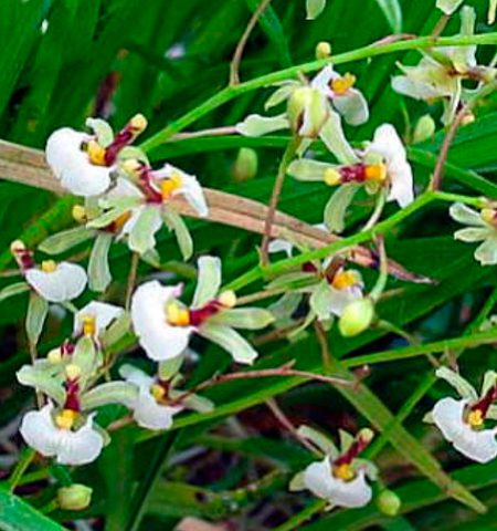 Orquídea Sigmatostalix radicans