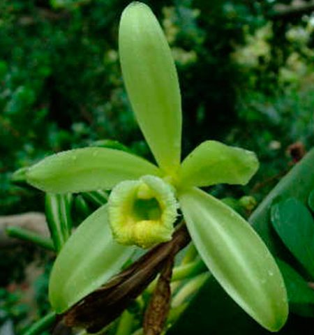 Orquídea Vainilla Plenifloia