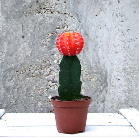 Gymnocal cactus