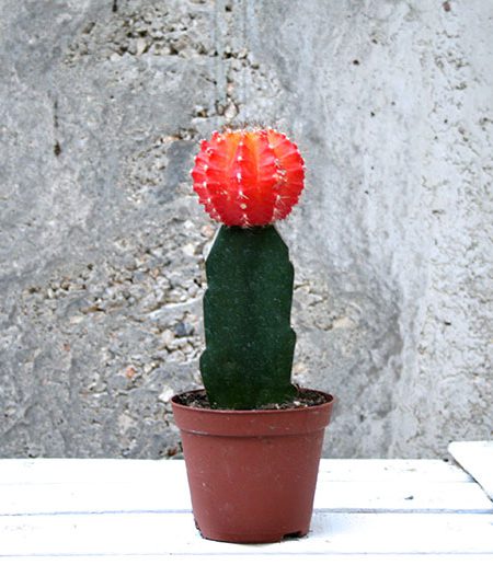 Gymnocal cactus