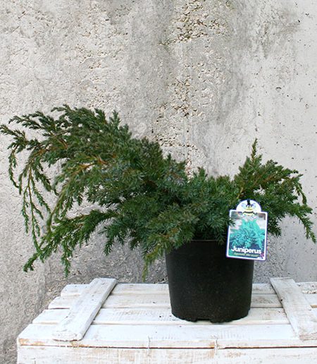 Juniperus communis s.p.