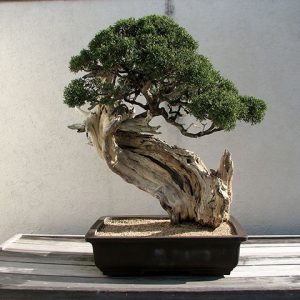 Beneficios de cultivar un bonsái