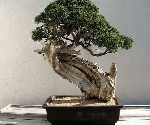 Beneficios de cultivar un bonsái
