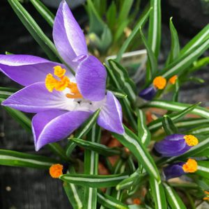 iris croatica