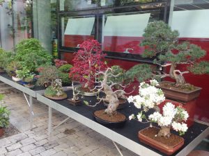 Curso de creación y cultivo de bonsái