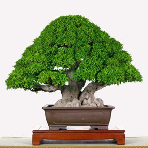 curso de creacion y cultivo de bonsai