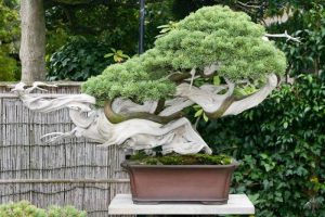 curso creacion y culrivo de bonsai