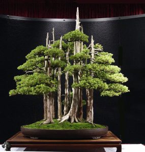 curso de creacion y cultivo de bonsai