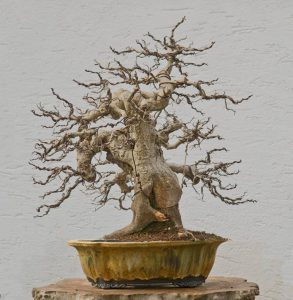 Curso de creación y cultivo de bonsái